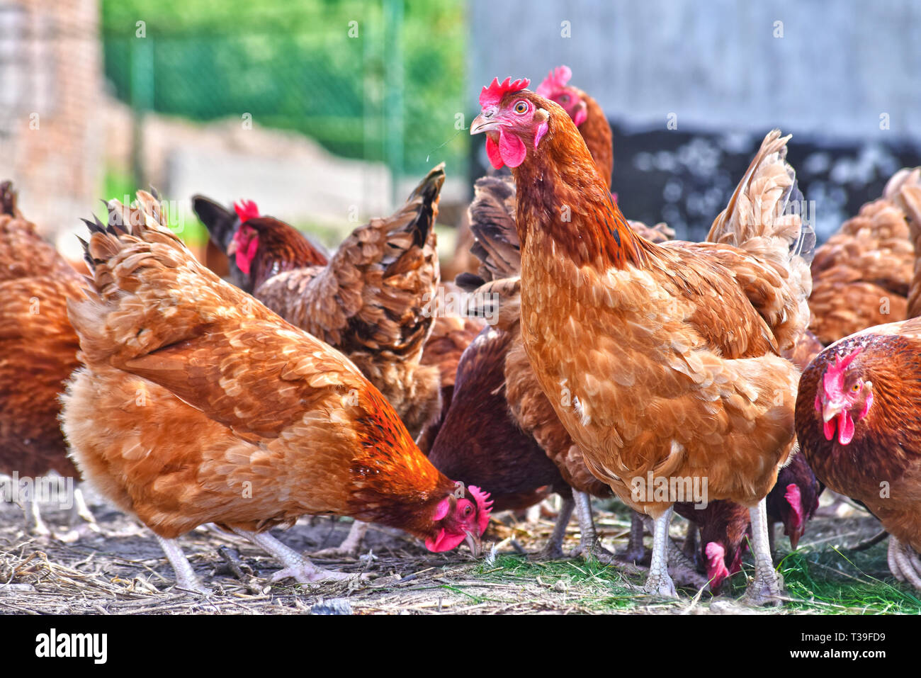 Hühner auf traditionelle Freilandhaltung Geflügelfarm. Stockfoto