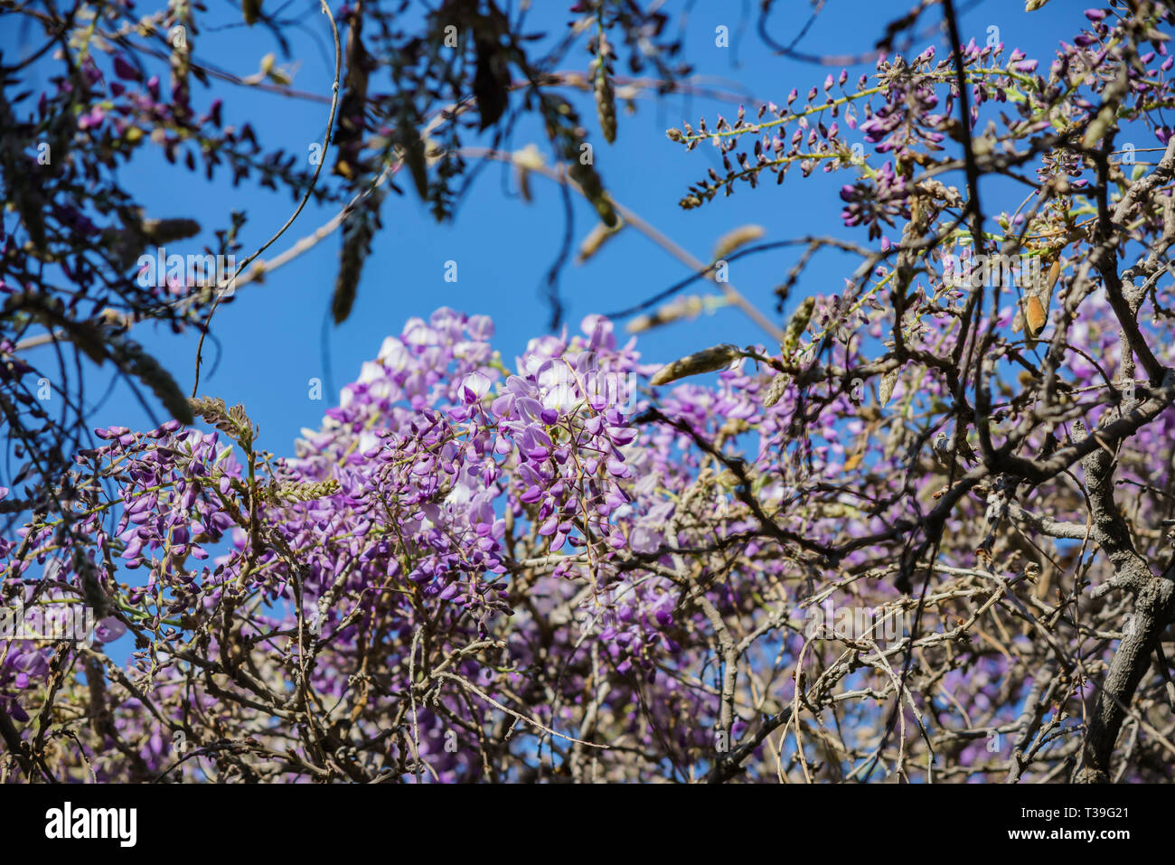 Die weltweit älteste Glyzinien Blüte an der Sierra Madre, Kalifornien anzeigen Stockfoto