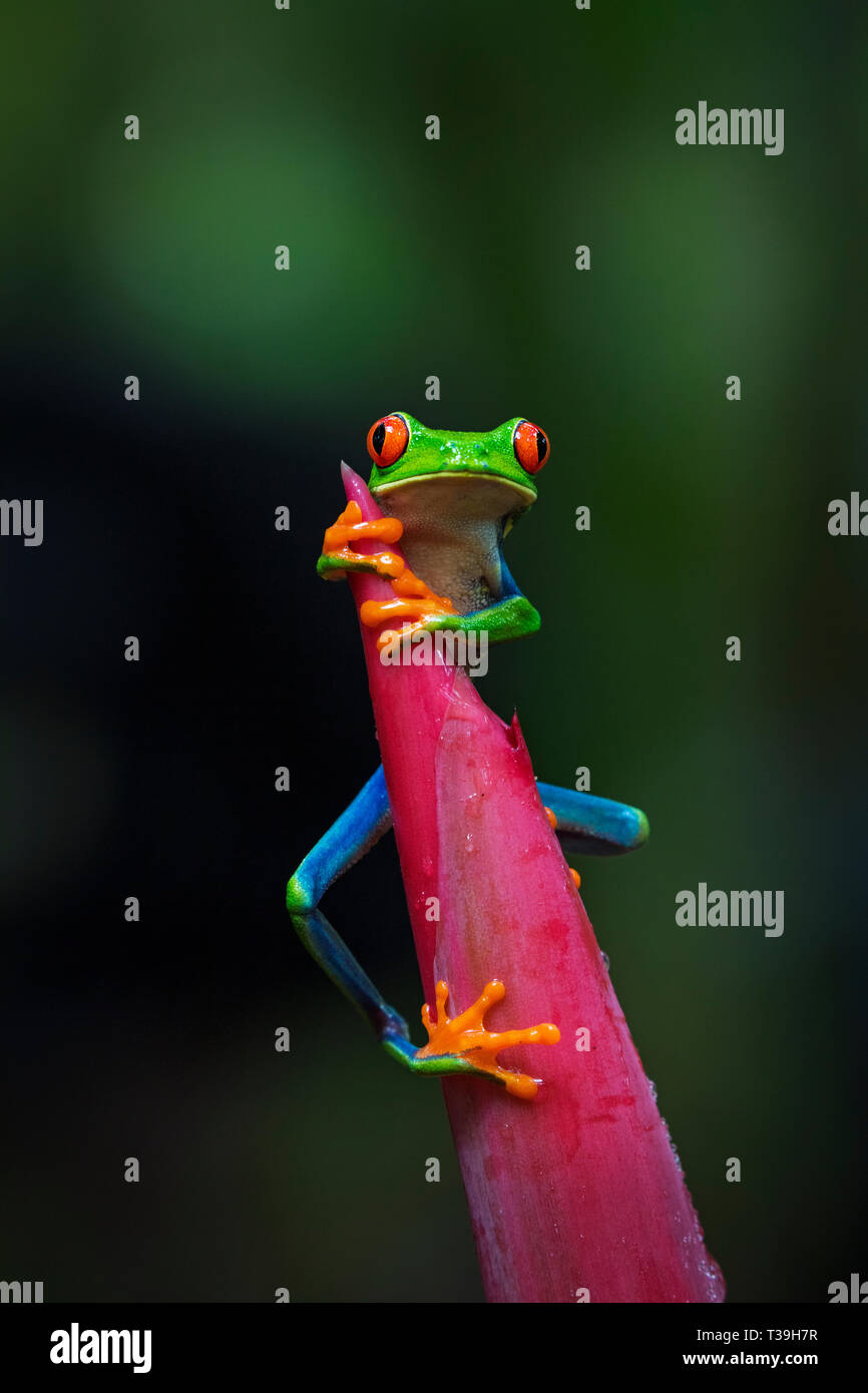 Rotäugigen Baumfrosch Klettern bis Emperor's Cane Anlage Stockfoto