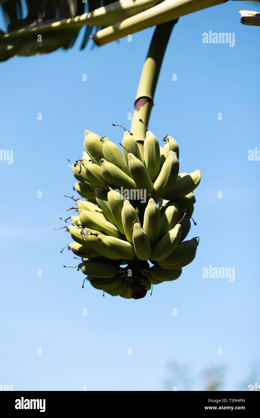 Bananenstaude mit jungen grünen Banane - Koh Chang, Thailand, April 2018 - Nachmittag Stockfoto