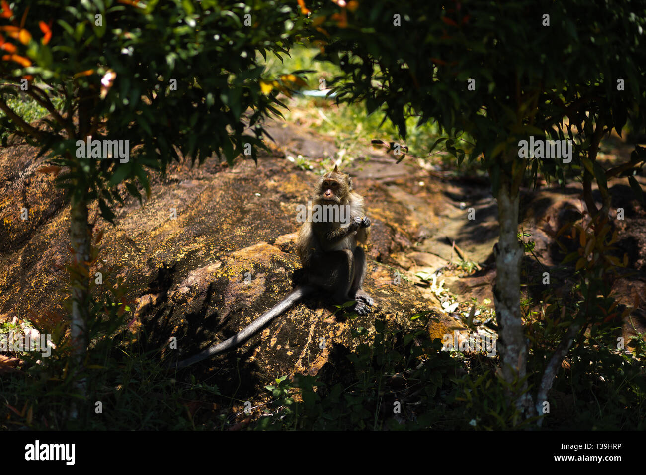 Affe sitzt unter Palmen auf der Insel Ko Chang in Thailand im April 2018 - Essen Stockfoto