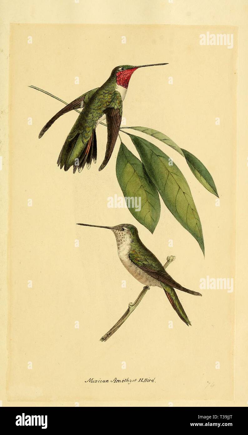Schöne vintage Hand gezeichneten Abbildungen von exotischen bunten Vögeln und Pflanzen aus alten Buch. Kann als dekoratives Element für den Innenausbau verwendet werden. Stockfoto