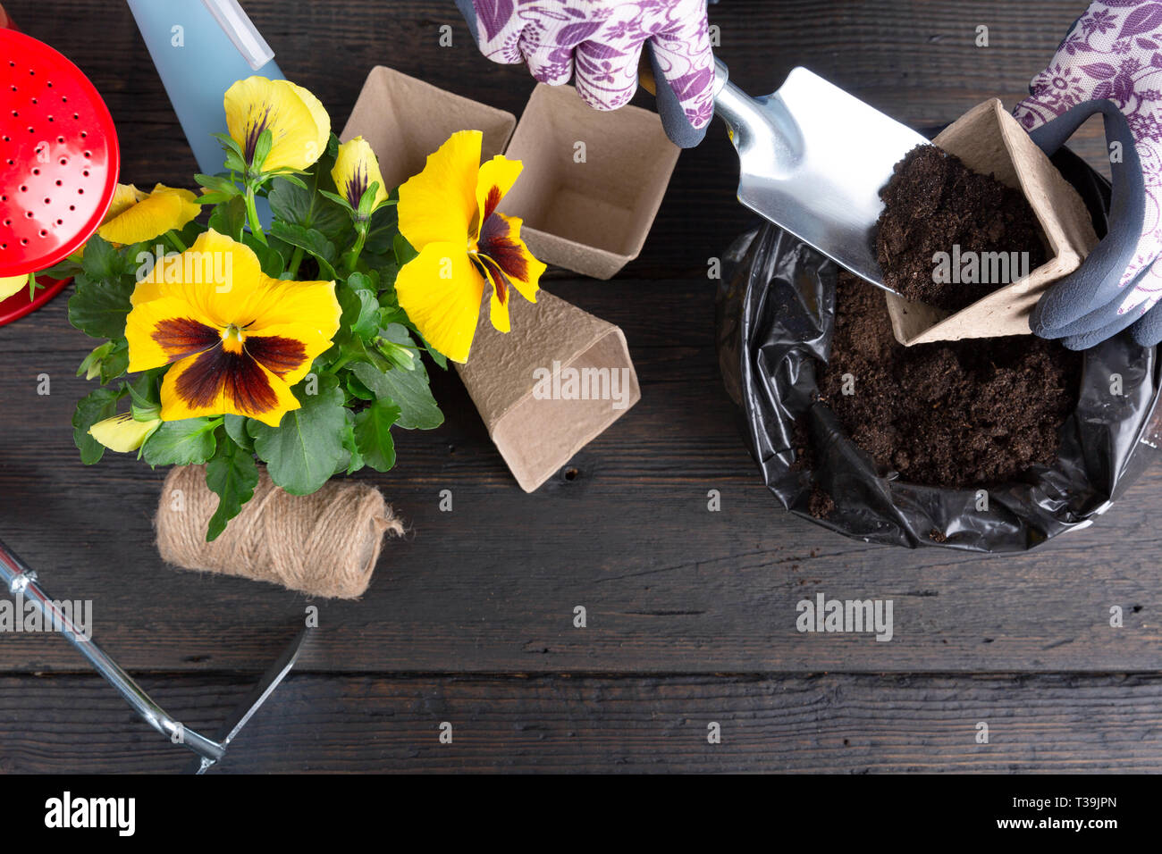Hände von Gärtner Frau die Erde in einen Blumentopf. Pflanzung Frühjahr Stiefmütterchen Blume. Gartenarbeit Konzept Stockfoto