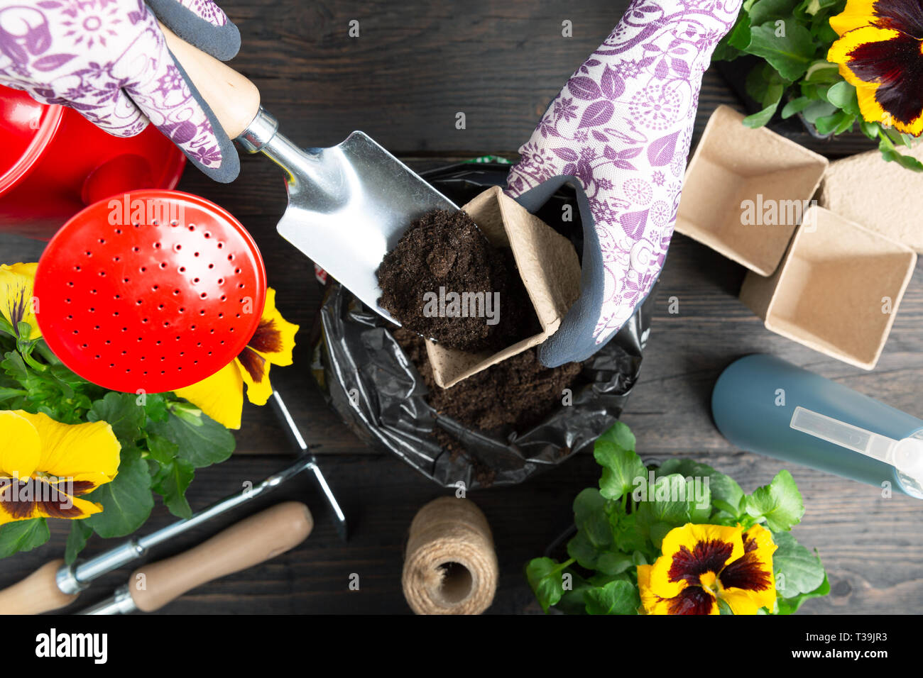 Hände von Gärtner Frau die Erde in einen Blumentopf. Pflanzung Frühjahr Stiefmütterchen Blume. Gartenarbeit Konzept Stockfoto