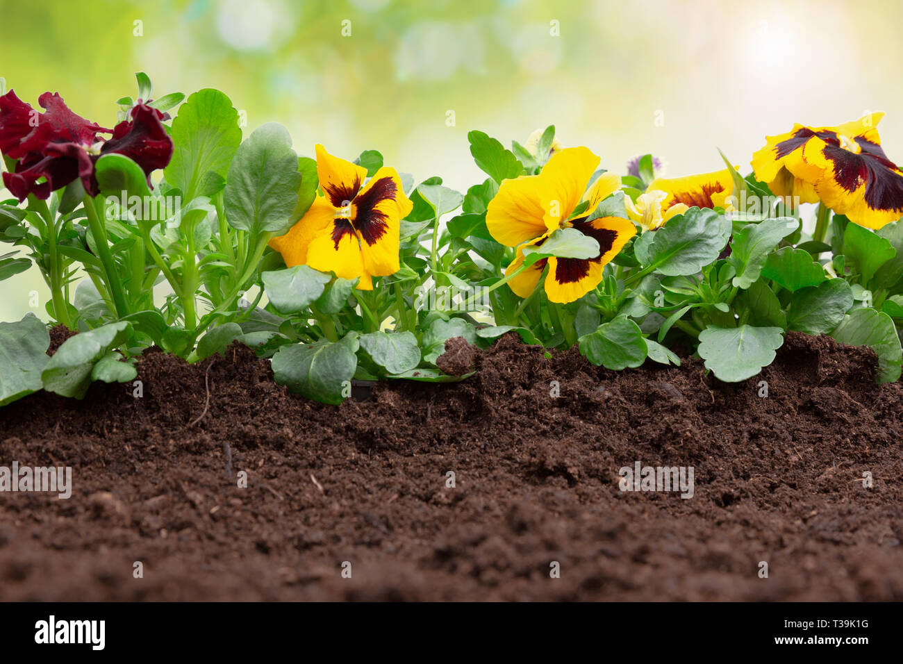 Gartenarbeit Konzept - Stiefmütterchen Pflanzen in sonniger Garten Stockfoto