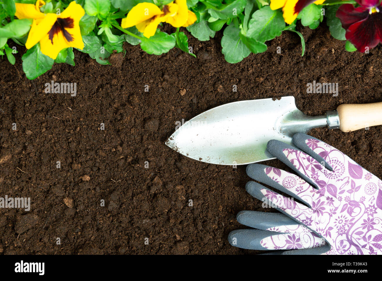 Gartengeräte auf Boden Hintergrund. Pflanzung Frühjahr Stiefmütterchen Blume im Garten. Frühling Garten Arbeit Konzept Stockfoto