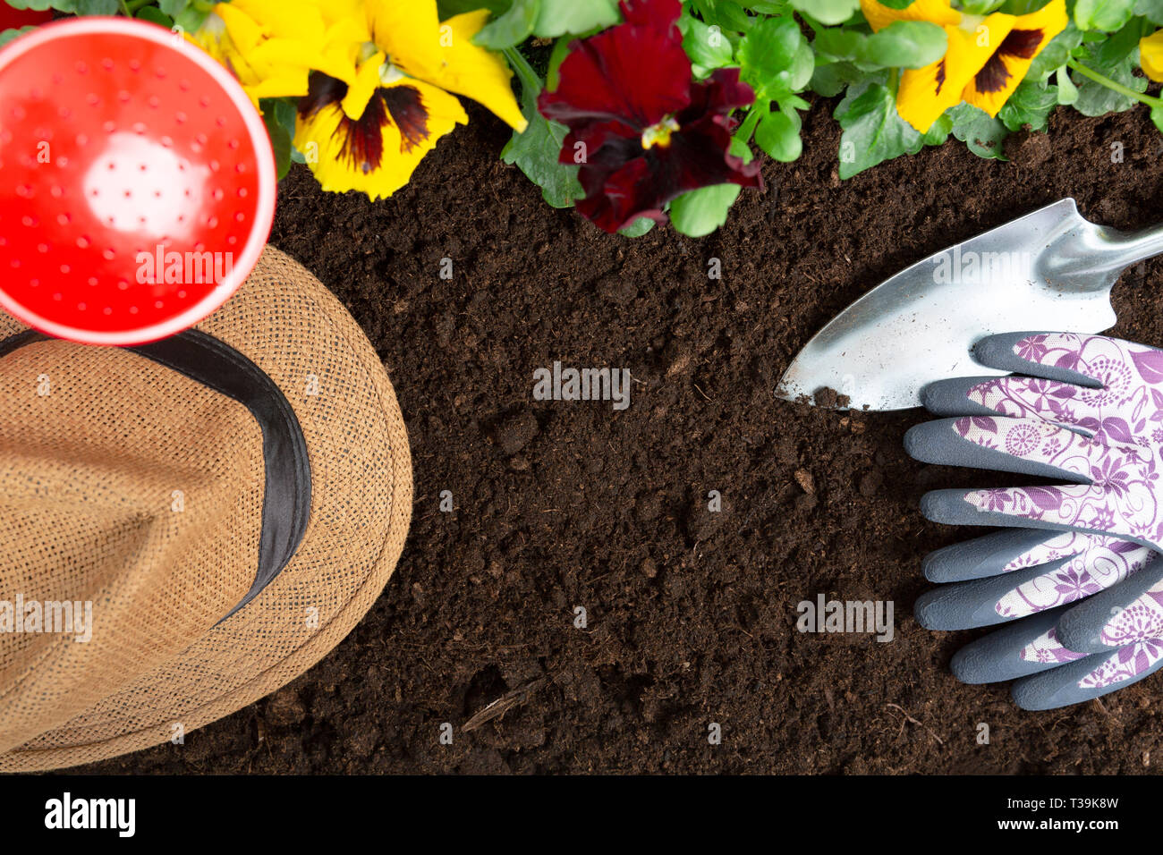Gartengeräte auf Boden Hintergrund. Pflanzung Frühjahr Stiefmütterchen Blume im Garten. Frühling Garten Arbeit Konzept Stockfoto