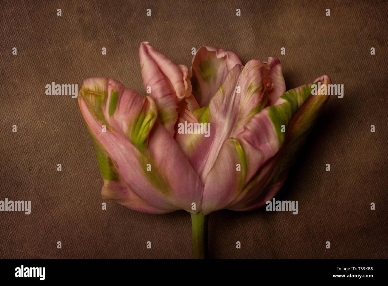 Fine Art Blume Stockfoto
