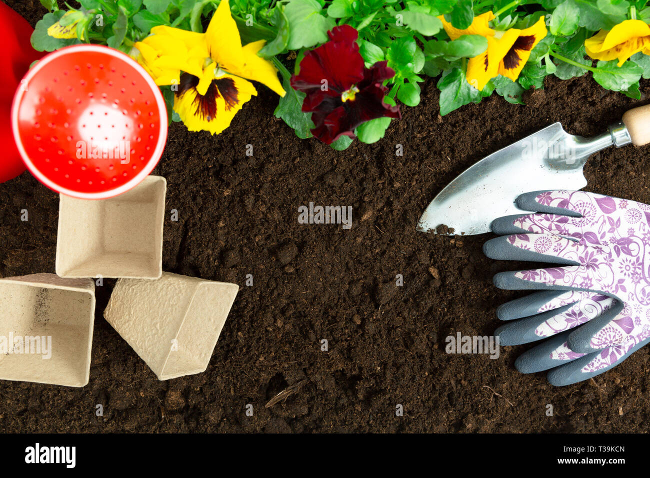 Gartengeräte auf Boden Hintergrund. Pflanzung Frühjahr Stiefmütterchen Blume im Garten. Frühling Garten Arbeit Konzept Stockfoto