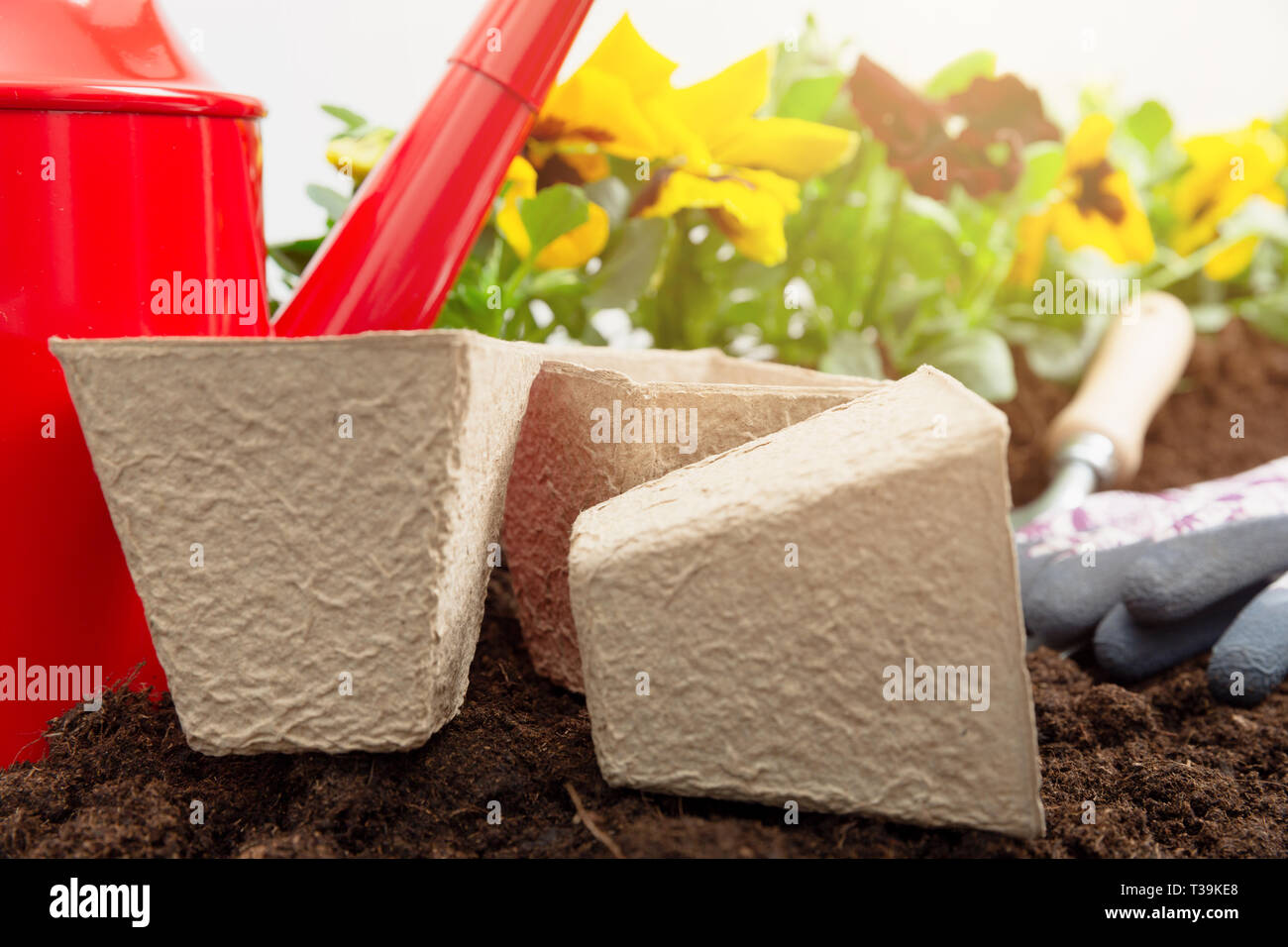 Gartenarbeit Konzept - Satz von Tools für die Gärtner und Stiefmütterchen Pflanzen in sonniger Garten Stockfoto
