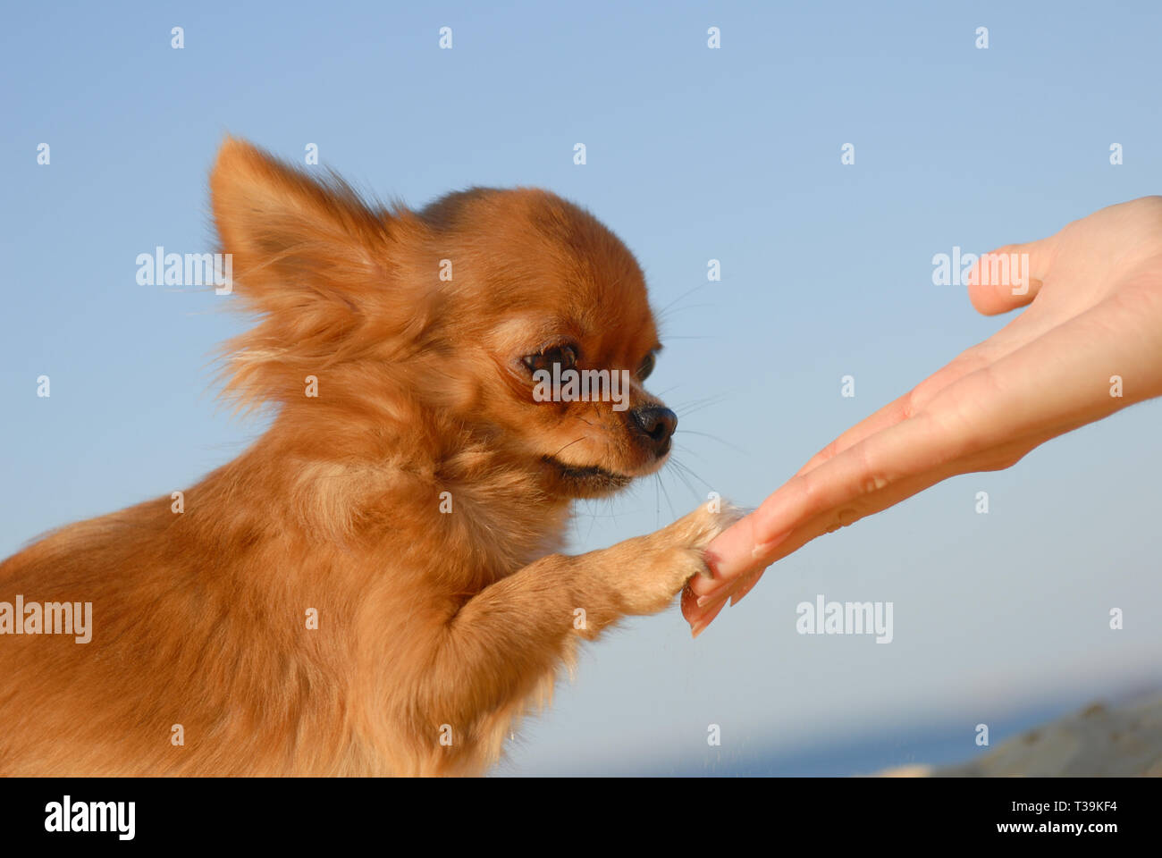 Tender touch Handshake der jungen Frau und kleinen niedlichen süßen Welpen chihuahua Hund im freien blauen Himmel Stockfoto
