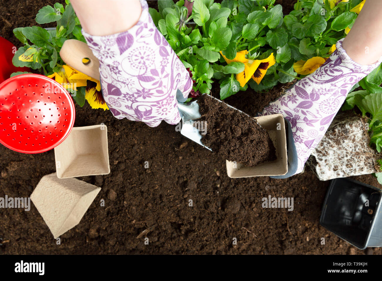 Hände von Gärtner Frau die Erde in einen Blumentopf. Pflanzung Frühjahr Stiefmütterchen Blume. Gartenarbeit Konzept Stockfoto