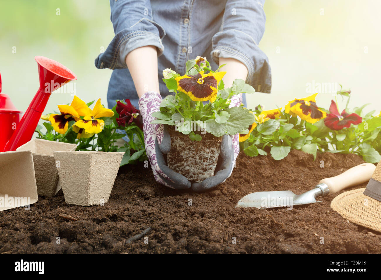 Frau Gärtner pflanzen Blume im Garten. Pflanzung Frühjahr Stiefmütterchen Blume im Garten. Gartenarbeit Konzept Stockfoto