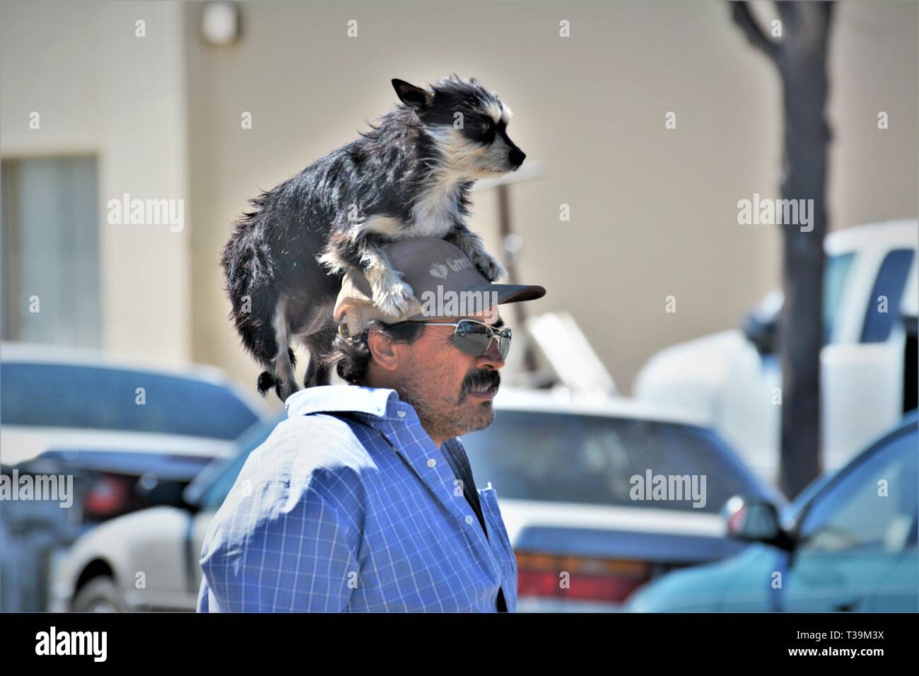 Hispanic Erwachsenen Mexikaner mit seinem echten Hund befreien auf seinem hatte in der Öffentlichkeit unter der tägliche Spaziergang zusammen am Sommer, der Messe in Santa Maria California USA Stockfoto