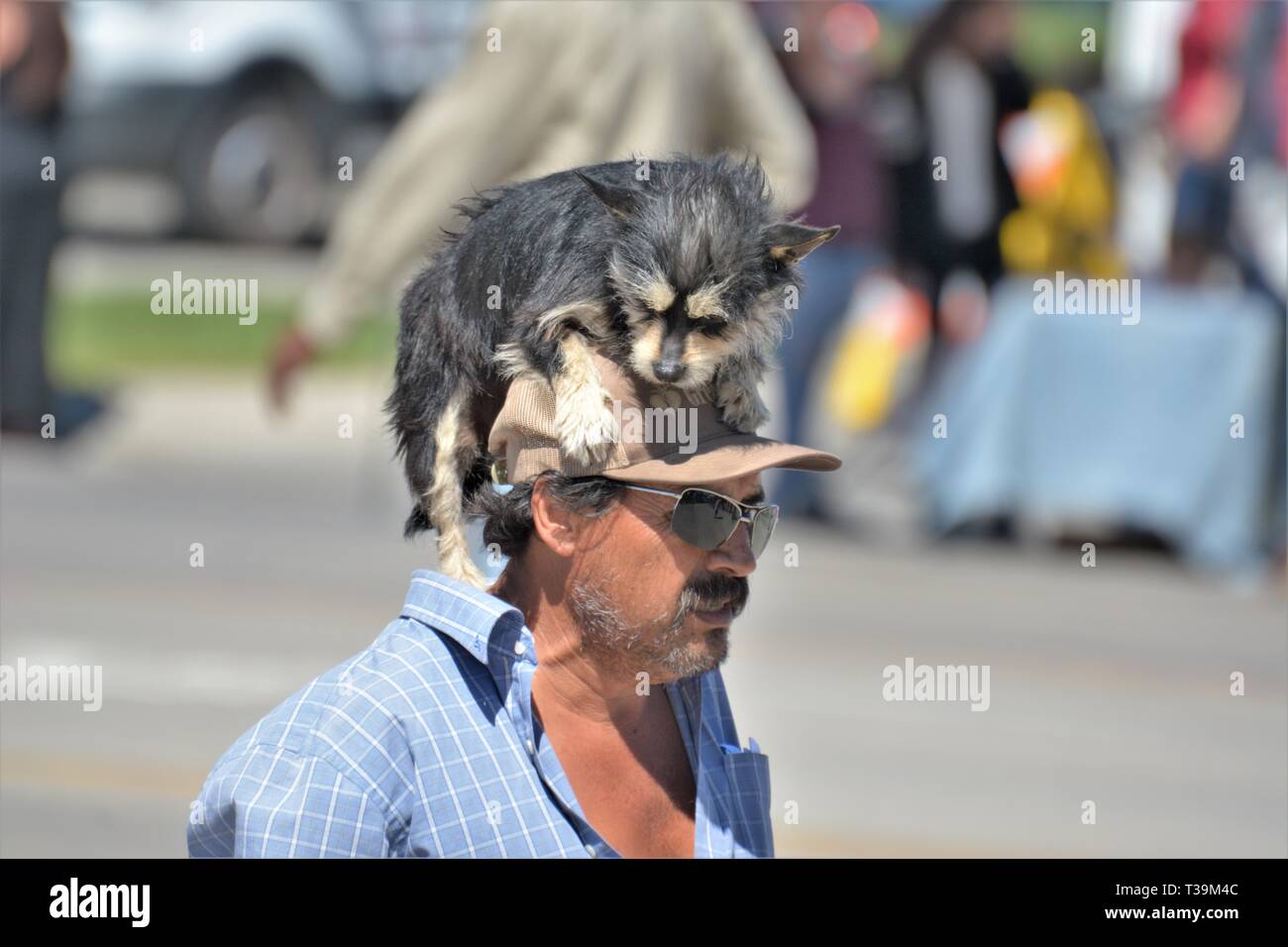 Hispanic Erwachsenen Mexikaner mit seinem echten Hund befreien auf seinem hatte in der Öffentlichkeit unter der tägliche Spaziergang zusammen am Sommer, der Messe in Santa Maria California USA Stockfoto