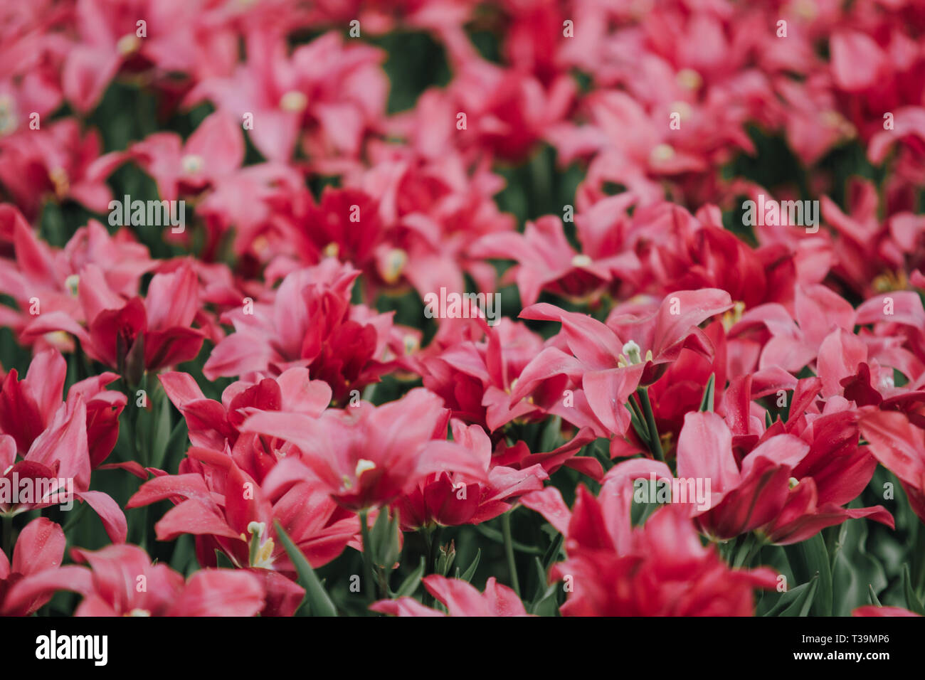 Imege von erstaunlichen Rote Tulpe Blumen im Frühling Garten gefiltert Stockfoto