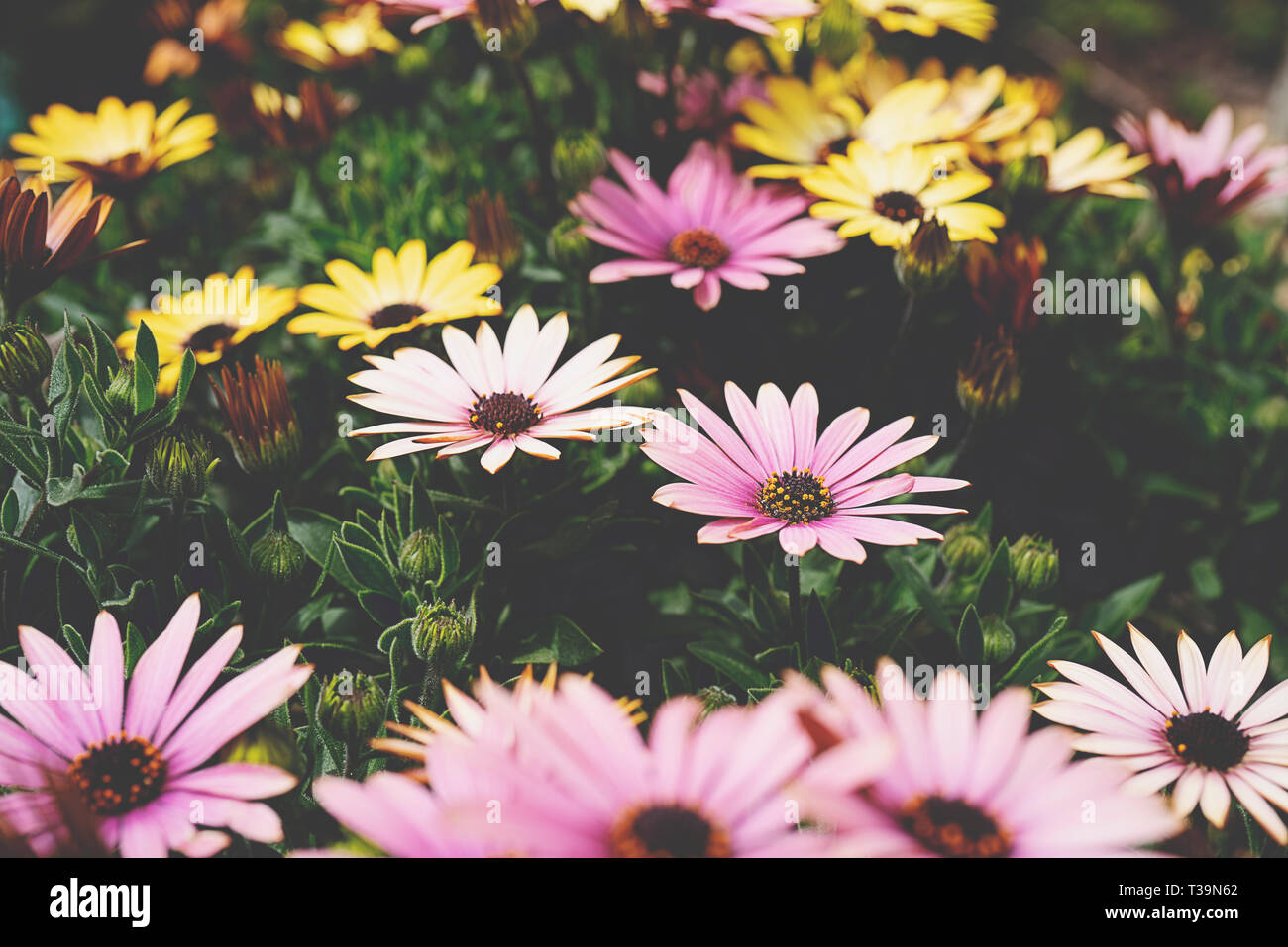 Die daisybushes oder Kapkörbchen. Osteospermum ist eine Gattung von Blütenpflanzen aus der Familie der Asteraceae Calenduleae. Stockfoto