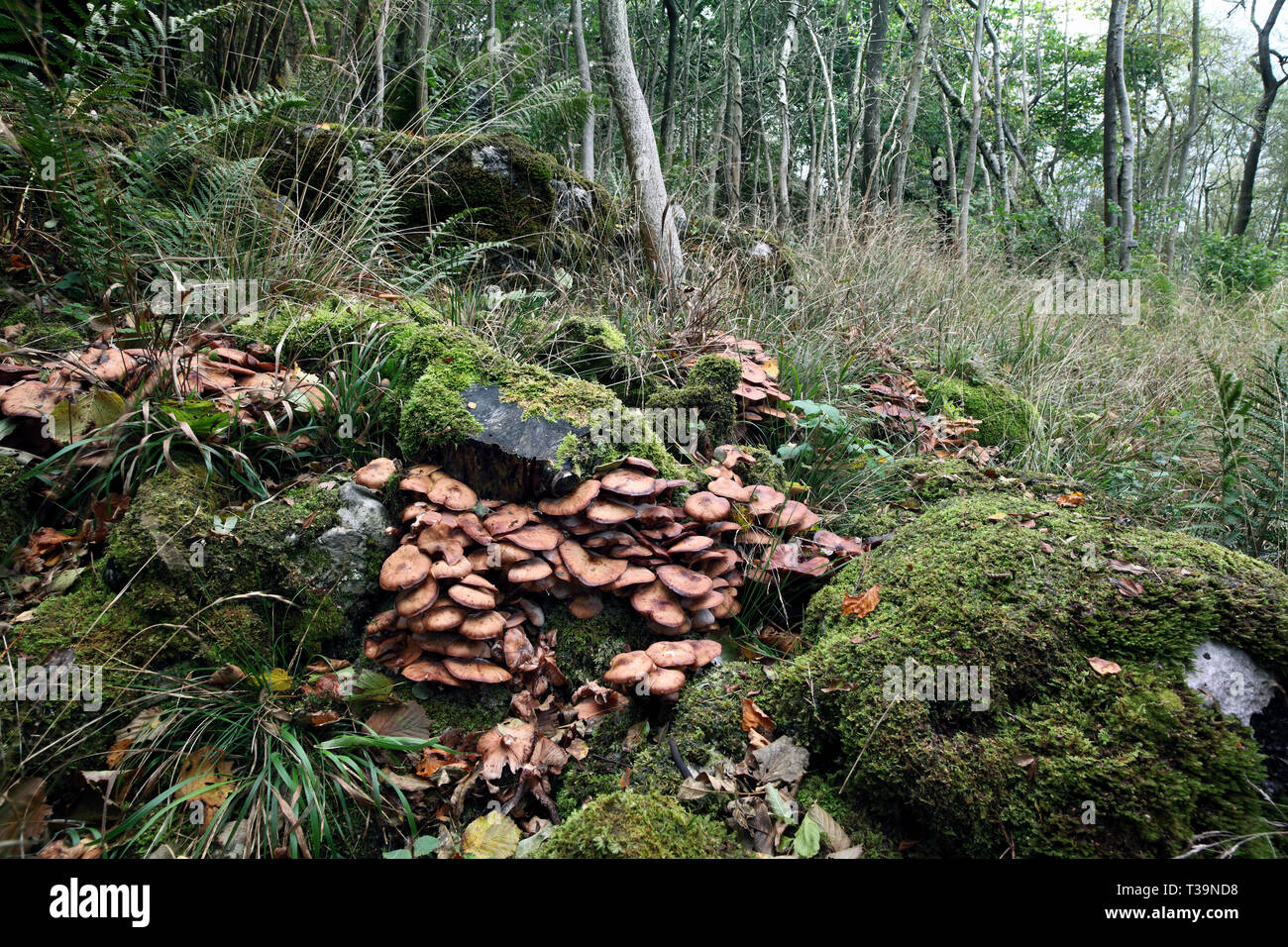 Cluster von Honig Pilz (Armillaria Mellea) wachsende um tote Baumstämme im Gras Holz in Wharfdale, North Yorkshire. Stockfoto