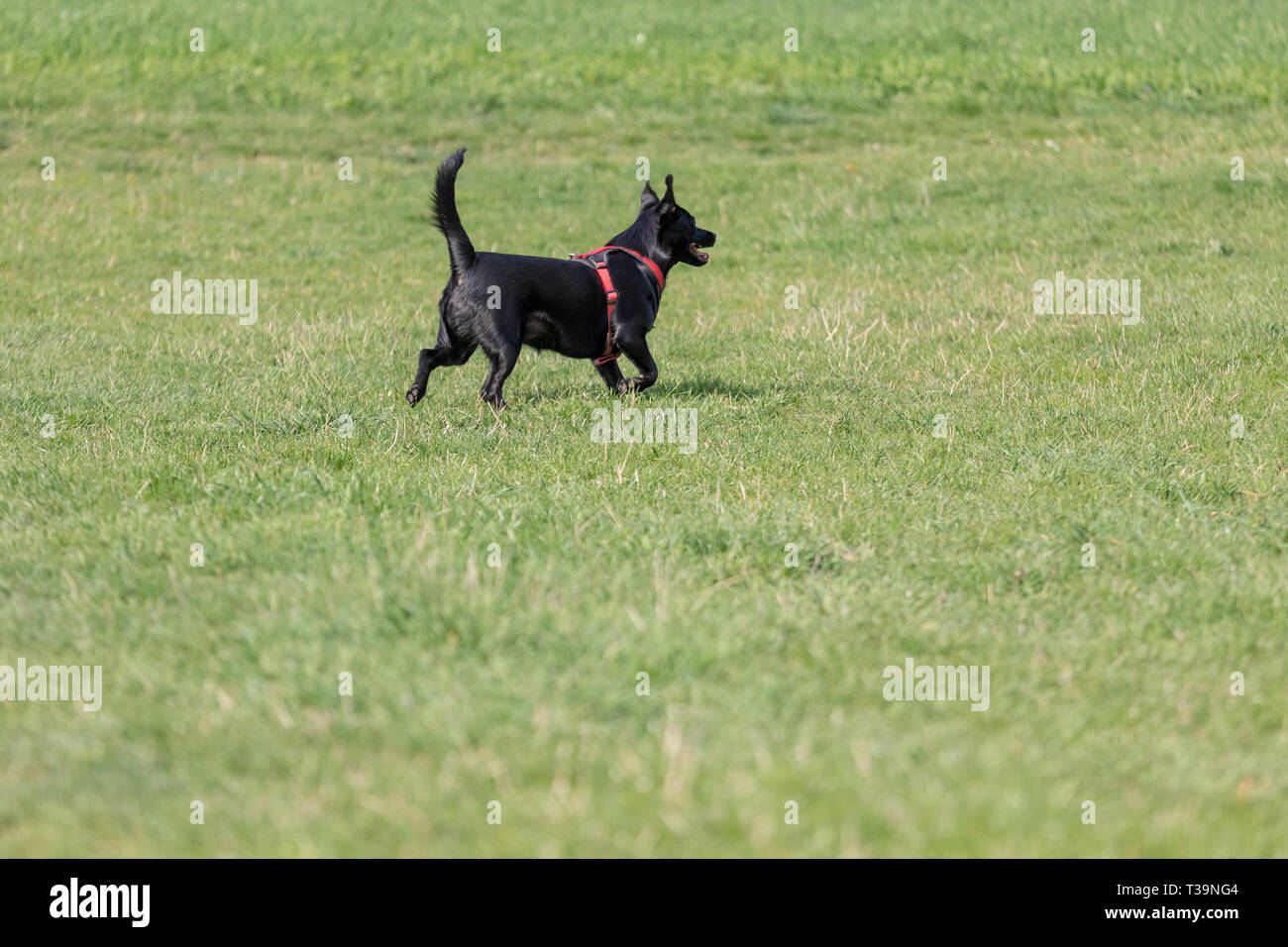 Ein Kleiner Schwarzer Hund Laufen Draussen Im Grunen Gras Der Hund Ist Ein Gemischtes Eines Labrador Retriever Stockfotografie Alamy