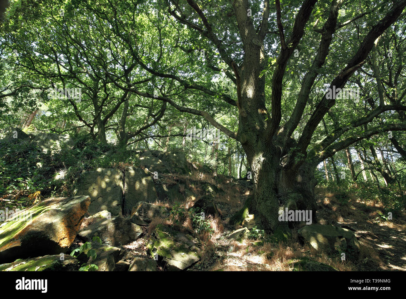 Dappled Sonnenlicht auf alten Felsen und einer alten Eiche in der Outwoods, Teil der Charnwood Forest, in der Nähe von Loughborough, Leicestershire. Stockfoto