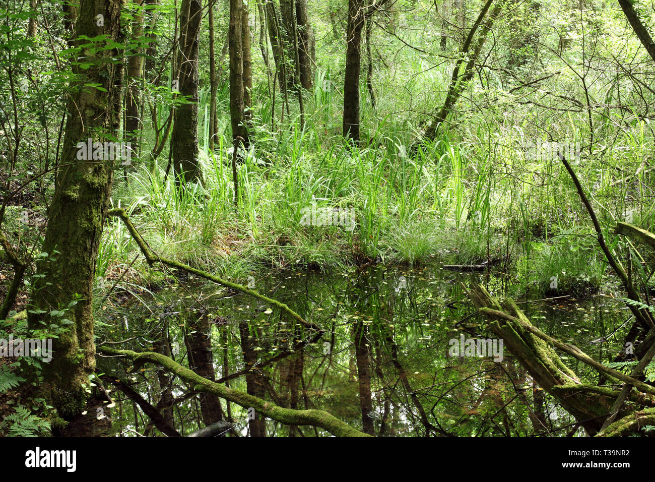 Teich in Ironwood Holz Nature Reserve, in der Nähe von Battle, East Sussex. Dieser Teil des Holzes ist eine Erle Carr. Stockfoto