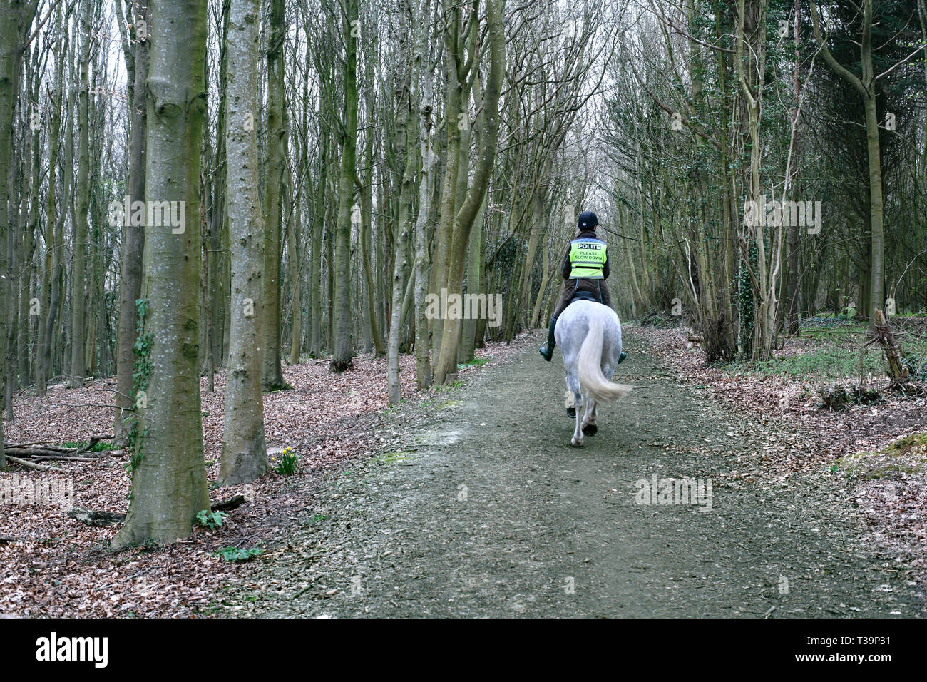 Pferd und Reiter in Millbank, Wald, in der Nähe von Stanmer Park, Brighton. Stockfoto