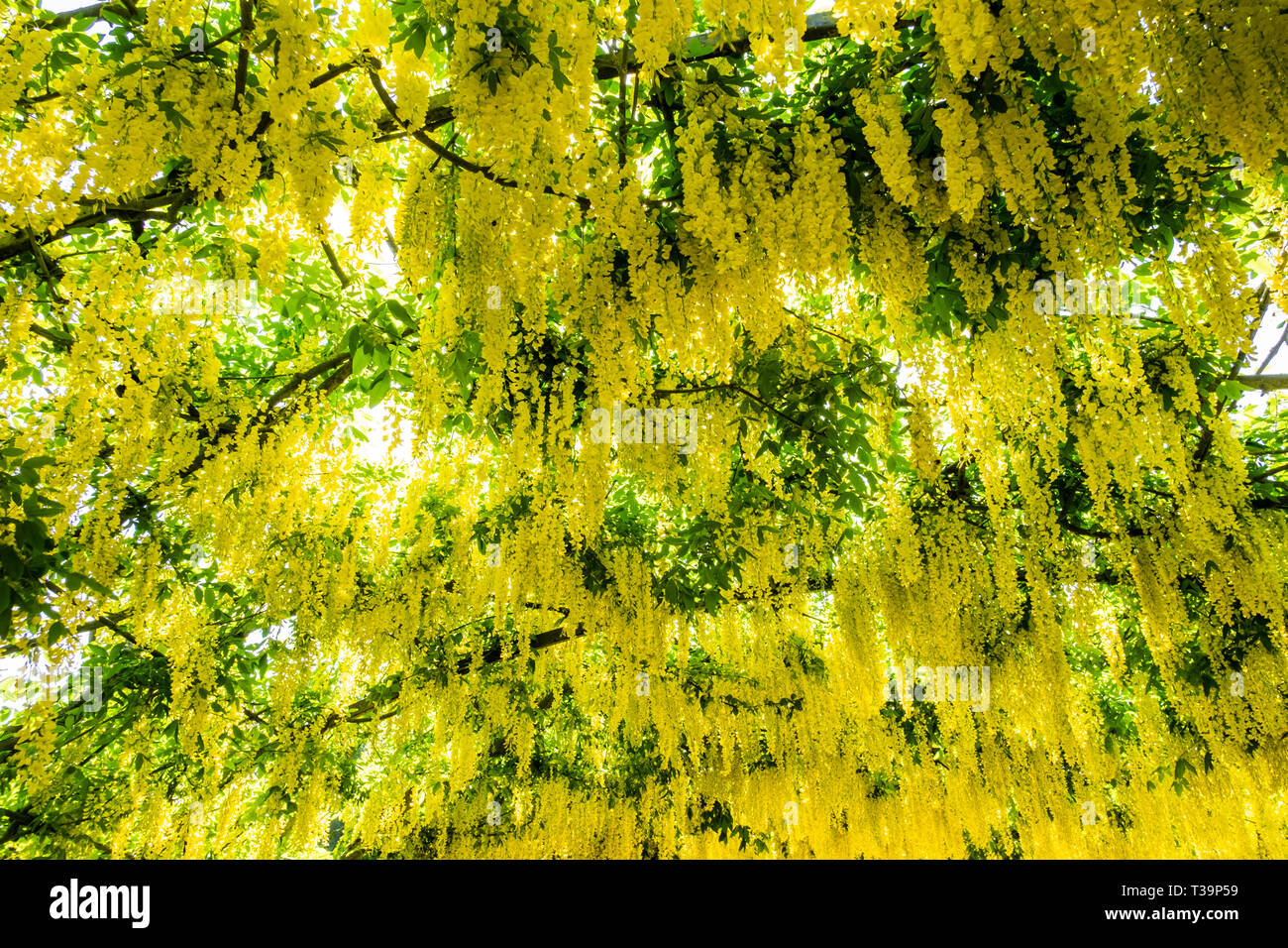 Goldregen Blumen in voller Blüte, über einen Bogen geschult Stockfoto