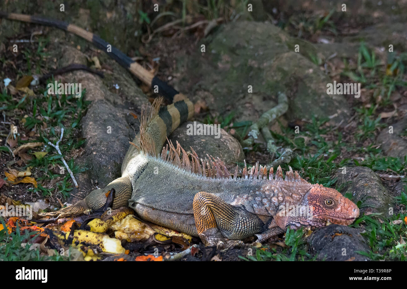 Kriechend über große Baumwurzeln ein männlicher Grüner Leguan zeigt seine ganzen Körper vom Kopf bis zu leuchtendem orange schwarz und beige gestreiften Schwanz Stockfoto