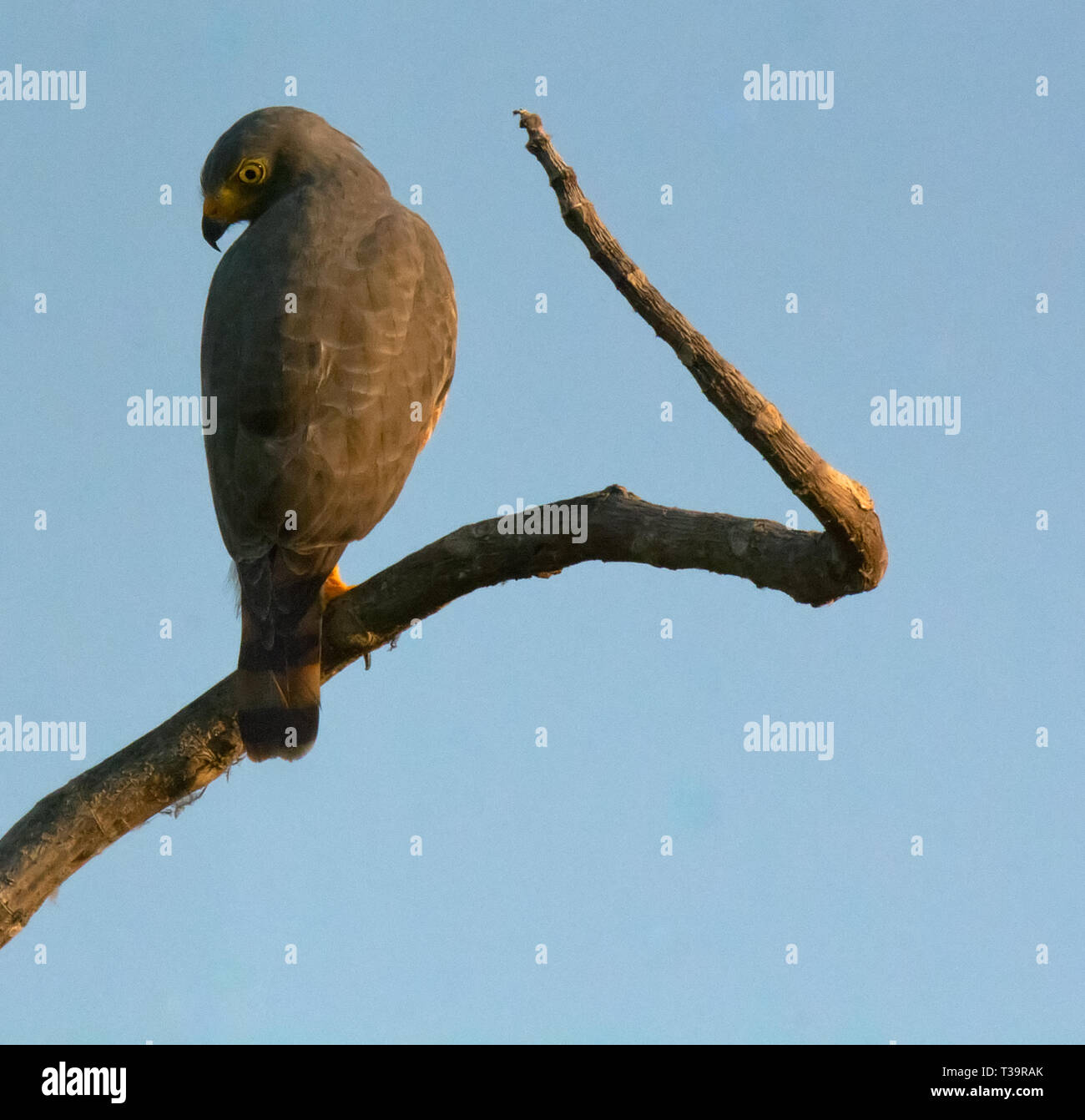 Schwenkbarer Kopf fast rückwärts ein strassenrand hawk Peers unten entlang zurück nach fast klemmt seinen Schnabel in seiner linken Flügel Stockfoto