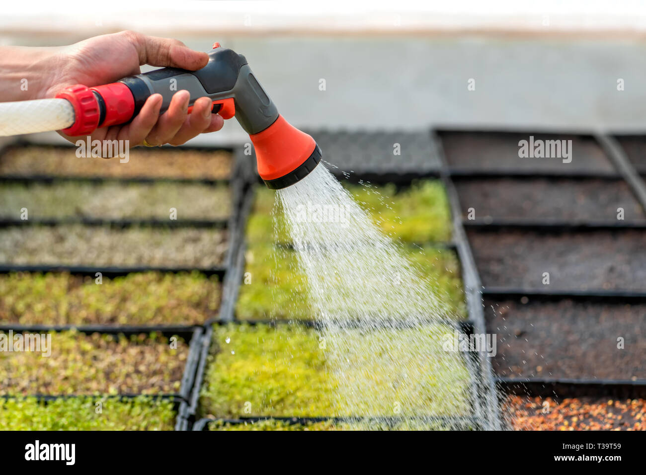 Bewässerung verschiedene Pflanzen im Gewächshaus Garten Stockfoto