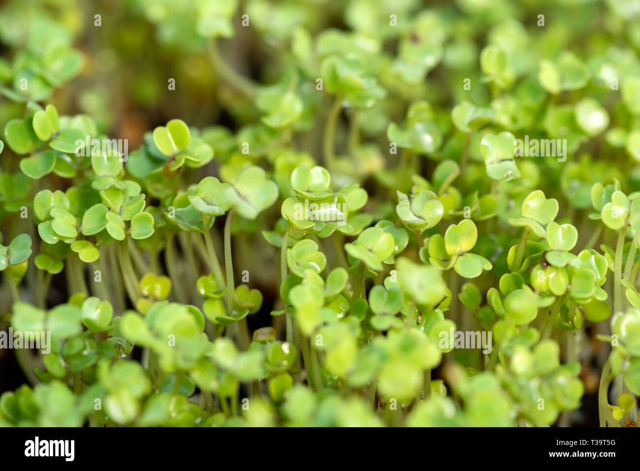 Raw microgreen Sprossen Sprossen, gesunde Ernährung Konzept Stockfoto