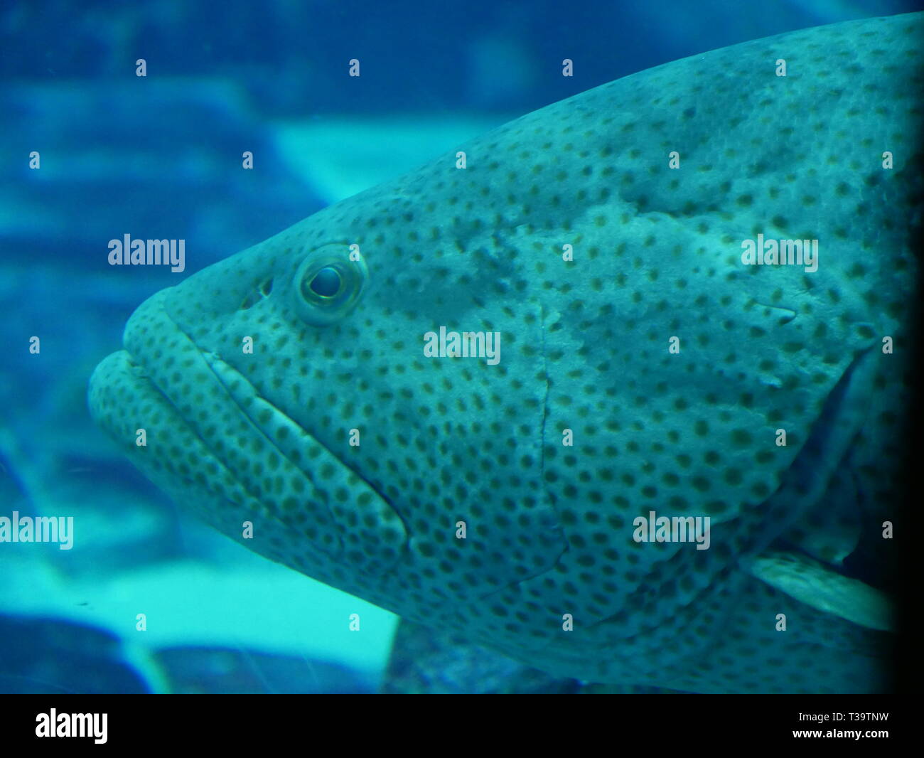 Drückerfische Kopf Unterwasser close-up Stockfoto