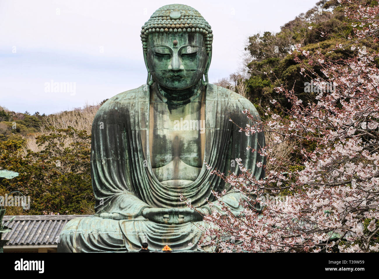 Der große Buddha (daibutsu) auf dem Gelände des Kotokuin Tempel in Kamakura, Japan Stockfoto