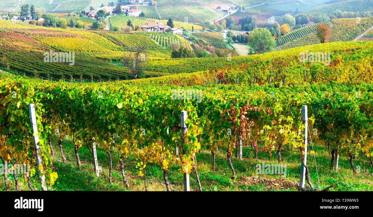 Bunte Weinberge in der Region Piemont, Italien Stockfoto