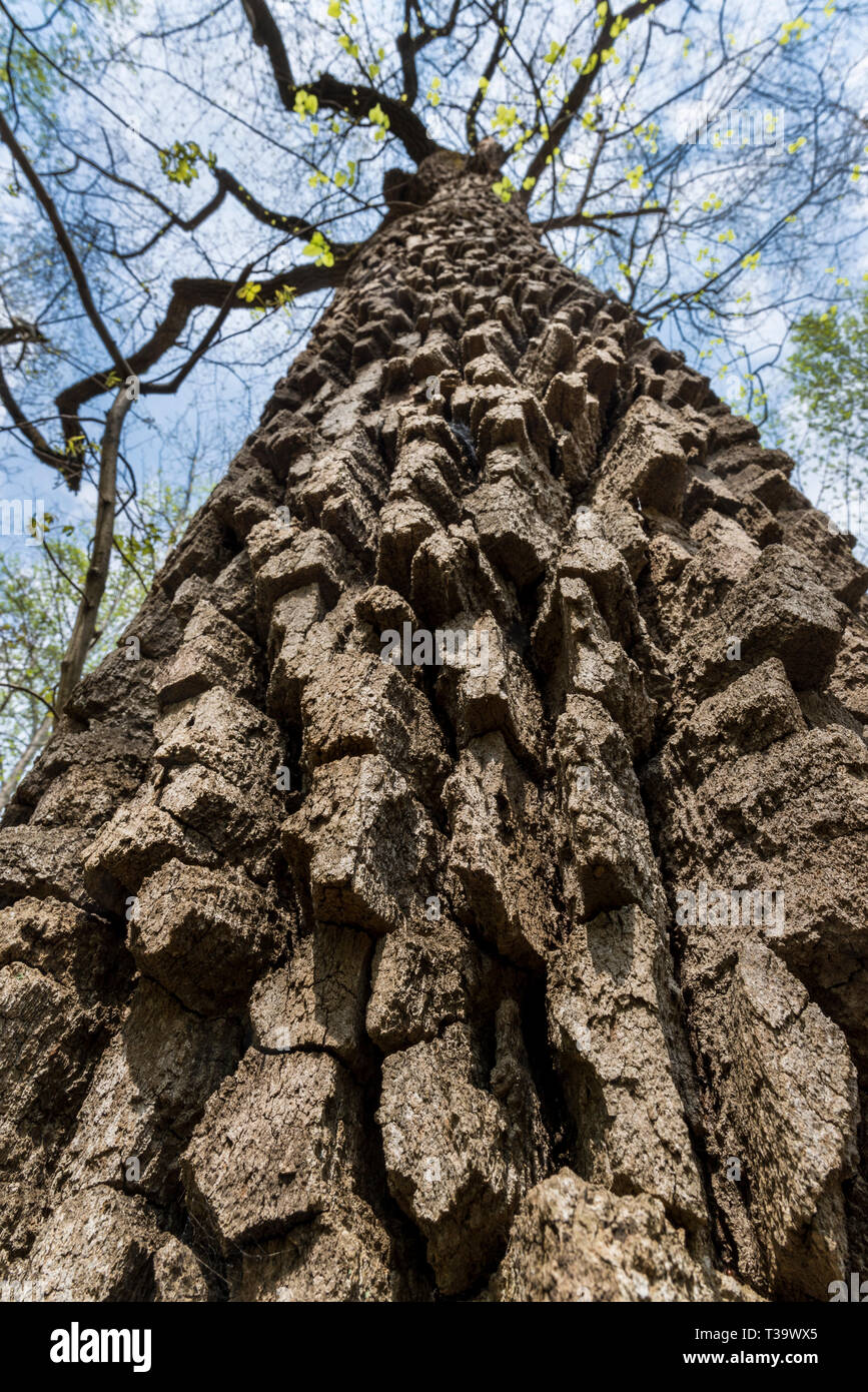 Tief gefurchte Rinde von alten Kastanienbäumen Eiche (Quercus prinus) in Shenandoah National Park im Zentrum von Virginia. Stockfoto