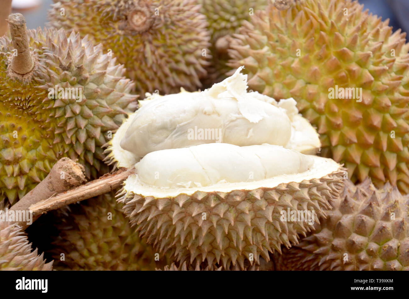 Durian Medan, Indonesien, köstliche Frucht, tropische Früchte, asiatische Früchte Stockfoto