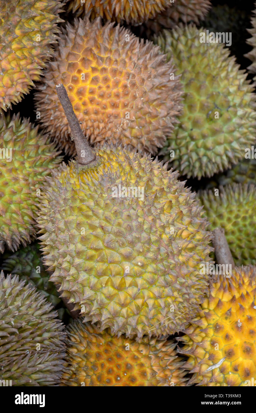Durian Medan, Indonesien, köstliche Frucht, tropische Früchte, asiatische Früchte Stockfoto