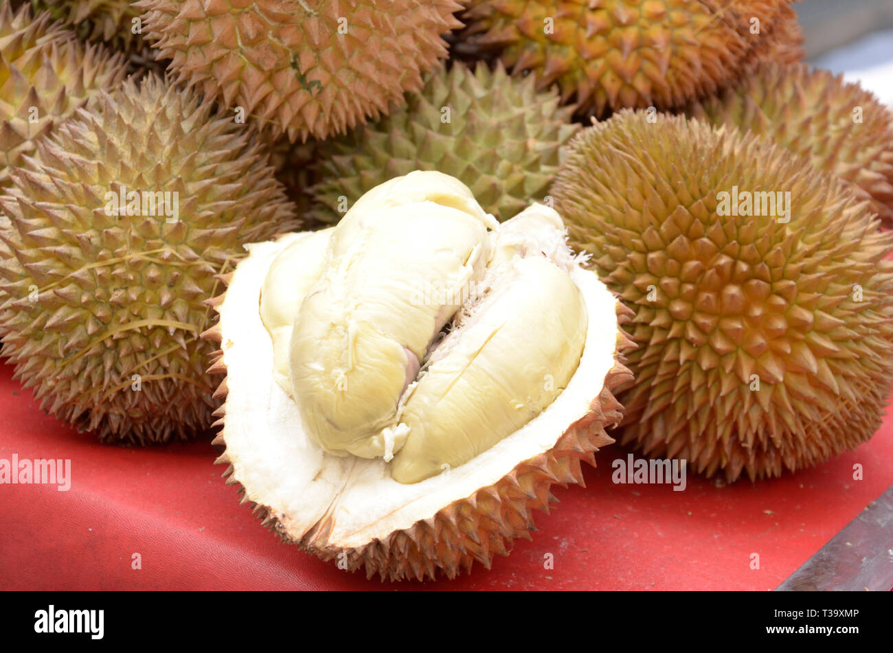 Durian Medan, Indonesien, köstliche Frucht, tropische Früchte, asiatische Früchte Stockfoto