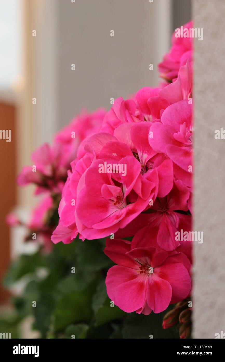 Rosa Geranien auf dem Fenster Dach Stockfoto