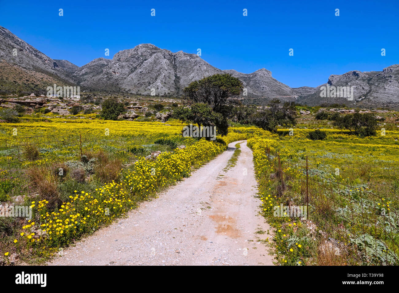Straße, Schiene durch Felder gelb African Daisy, Gänseblümchen, Frühling, Frühling, Peleponnese, Griechenland, griechische Stockfoto