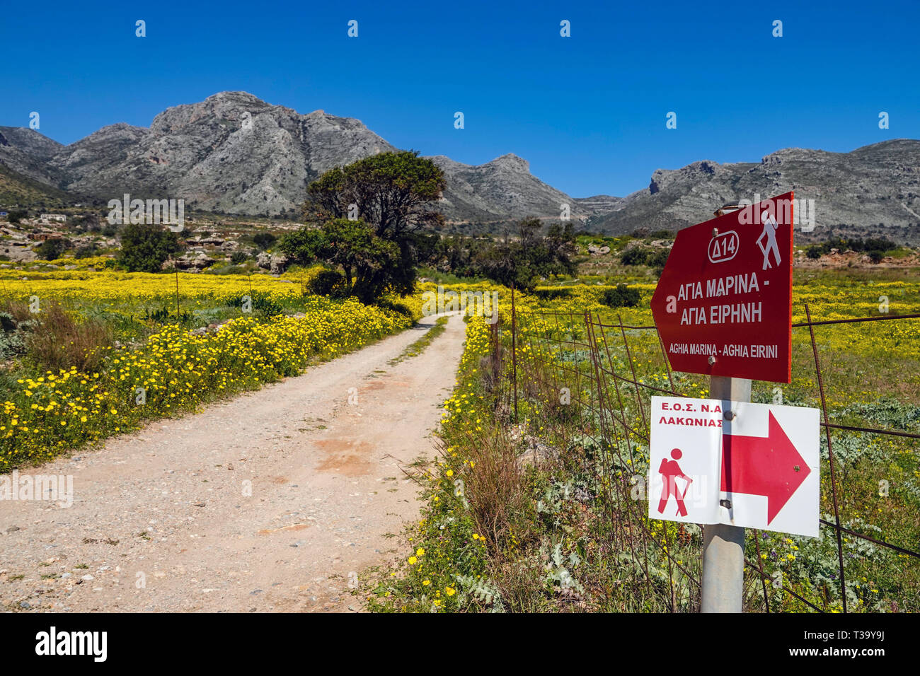 Straße, Schiene, mit Fußweg zu unterzeichnen, durch Felder von Gelben African Daisy, Gänseblümchen, Frühling, Frühling, Peleponnese, Griechenland, griechische Stockfoto