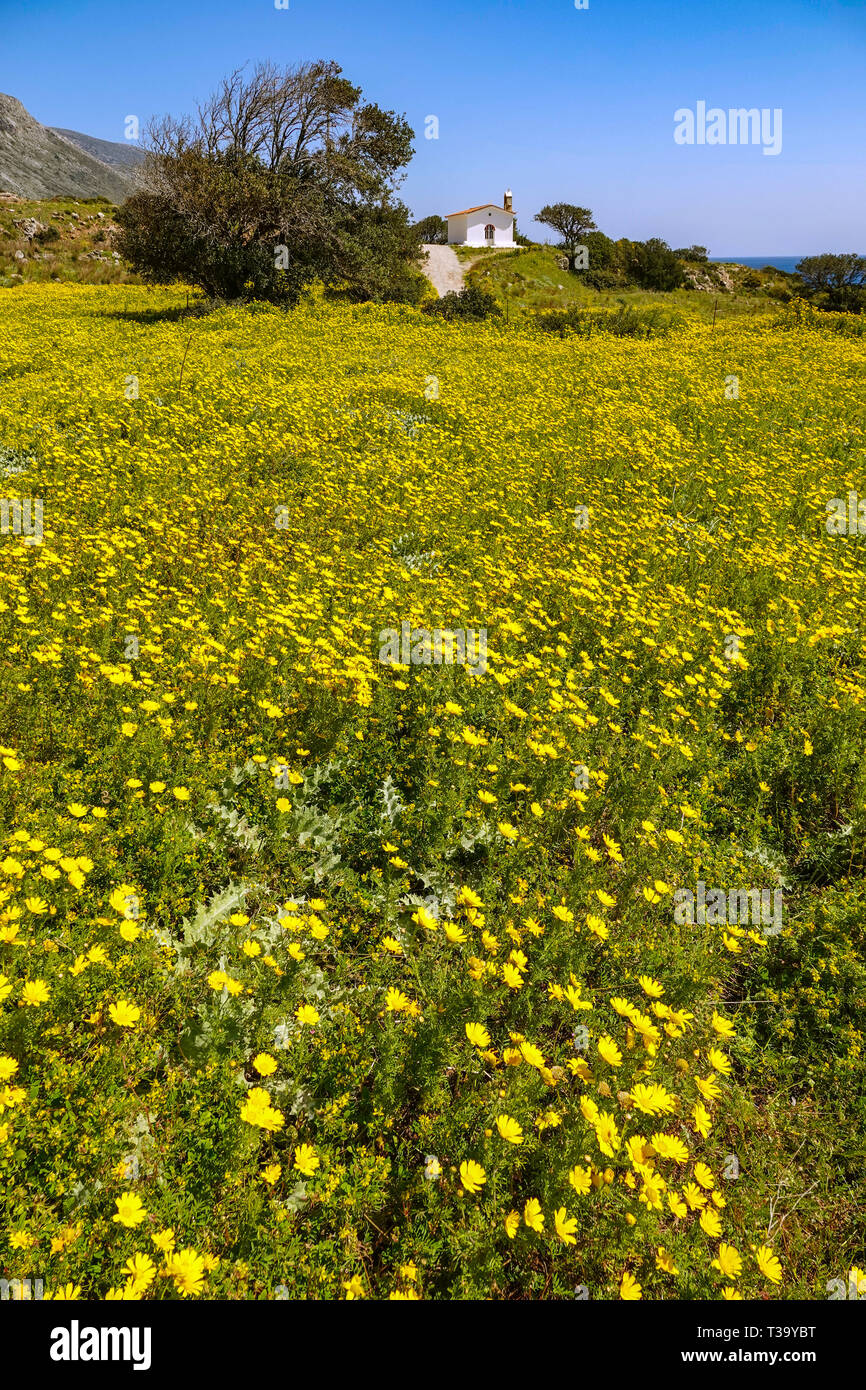 Kleine weiße Kapelle, und Gelb African Daisy, Gänseblümchen, Frühling, Frühling, Peleponnese, Griechenland, griechische Stockfoto