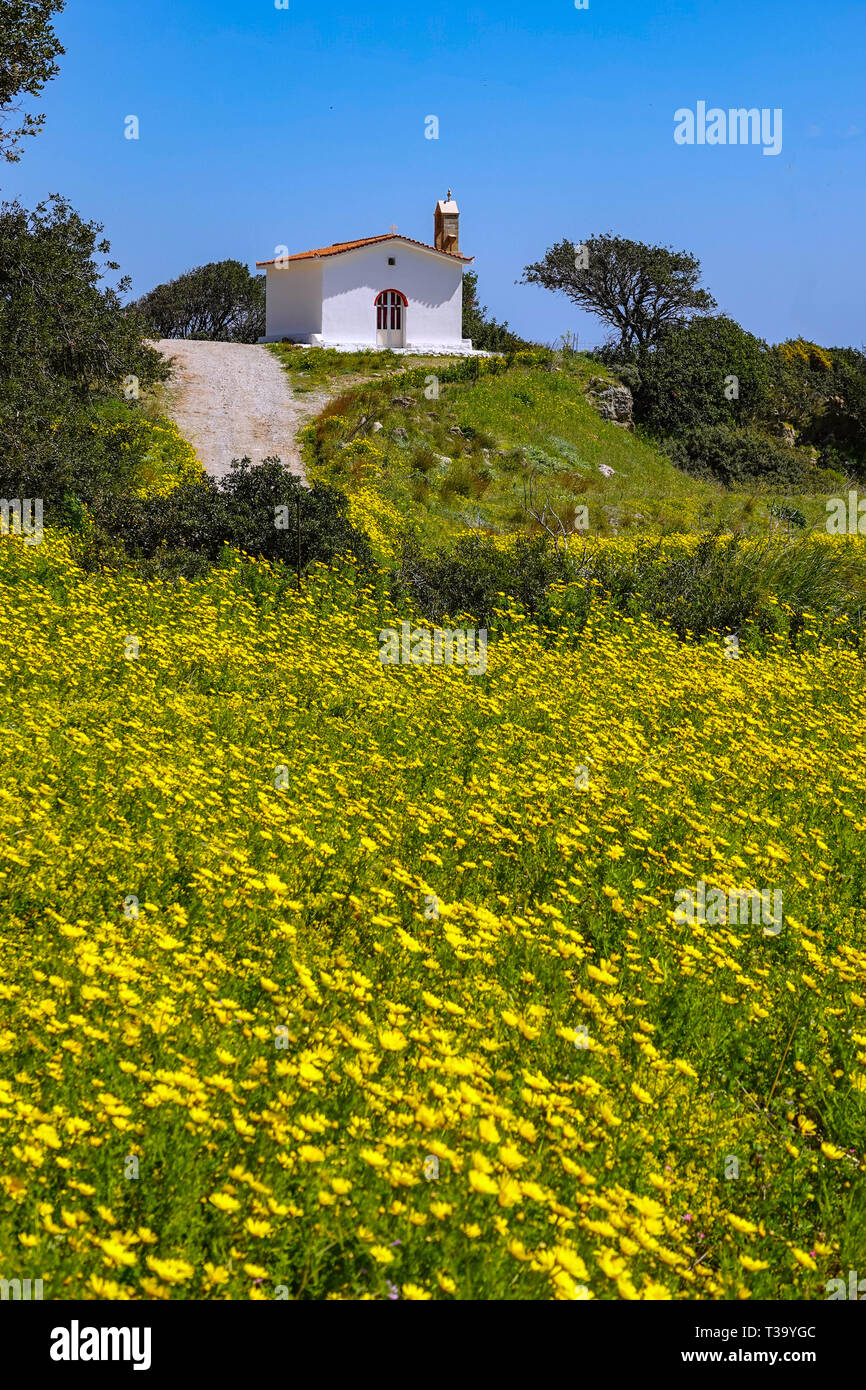 Kleine weiße Kapelle, und Gelb African Daisy, Gänseblümchen, Frühling, Frühling, Peleponnese, Griechenland, griechische Stockfoto