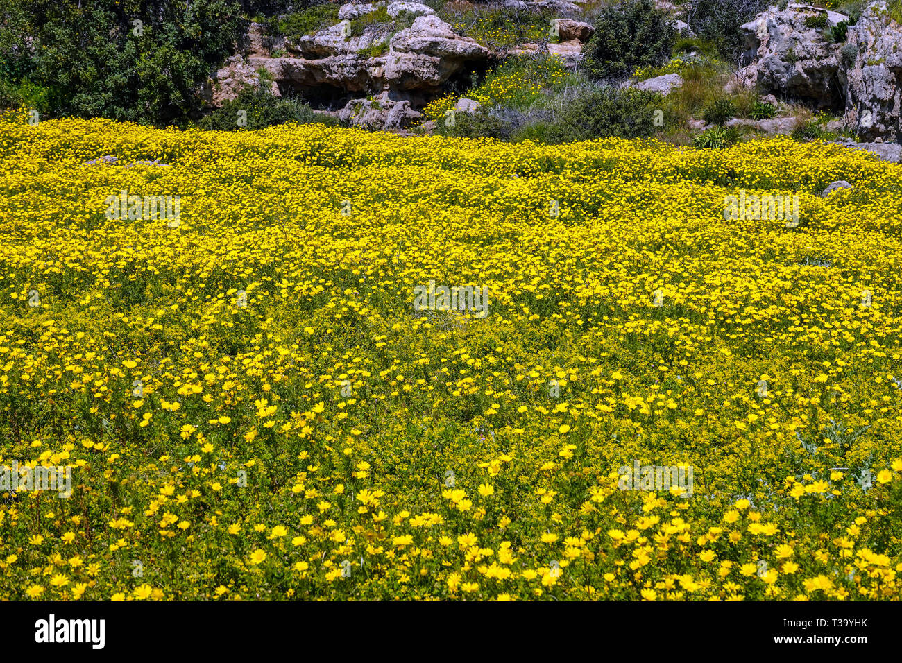 Gelbe African Daisy, Gänseblümchen, Frühling, Frühling, Peleponnese, Griechenland, griechische Stockfoto