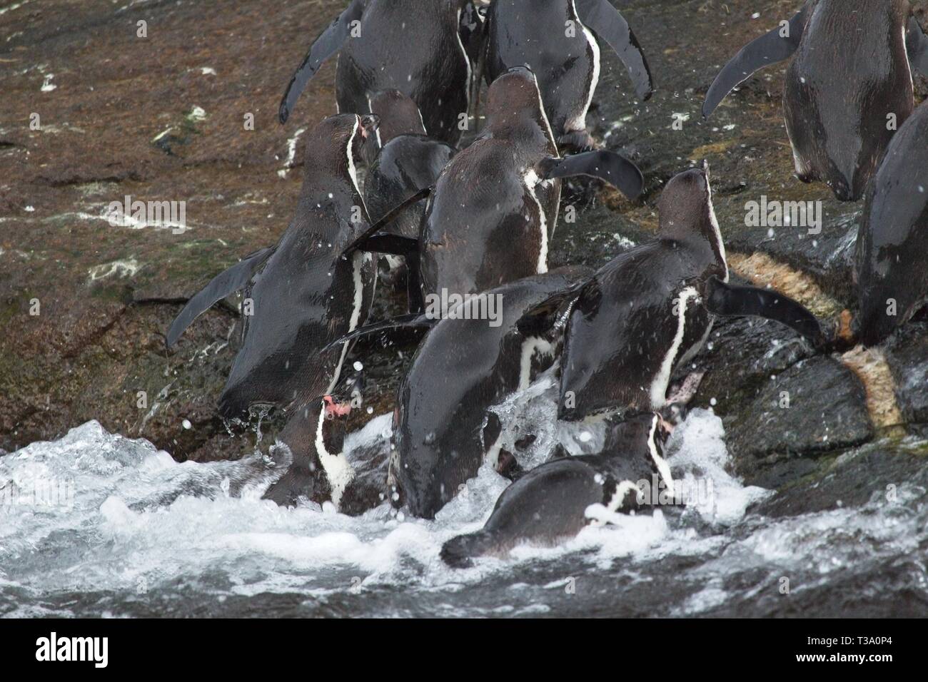 Pinguine in Wasser Stockfoto