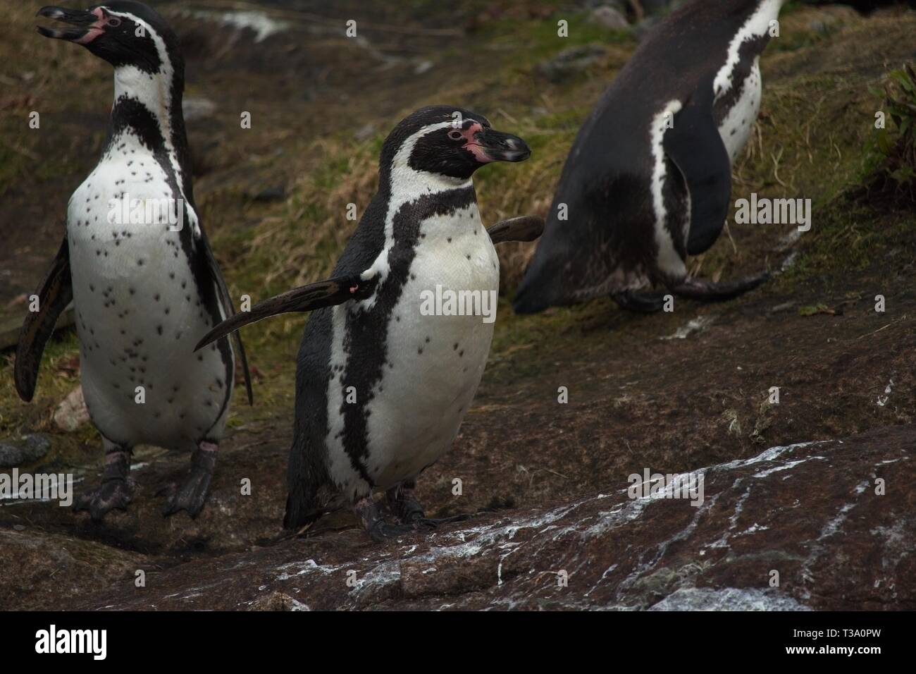 Pinguine Wandern auf Felsen Stockfoto