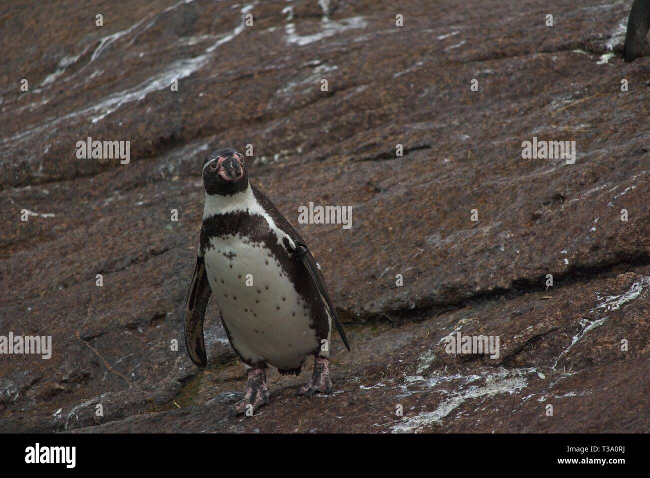 Pinguine Wandern auf Felsen Stockfoto