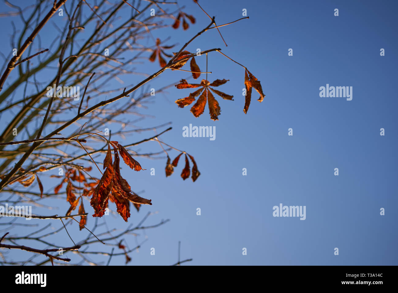 Herbstliches Laub auf Ästen mit einem klaren blauen Himmel im Hintergrund. Saison Konzept Tapete. Querformat. Stockfoto