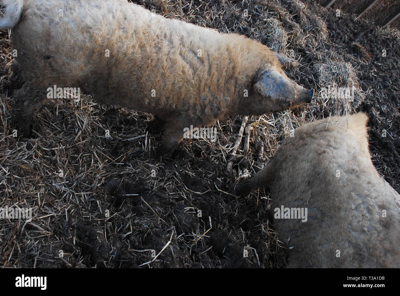 Ungarische mangalica Schweine Stockfoto