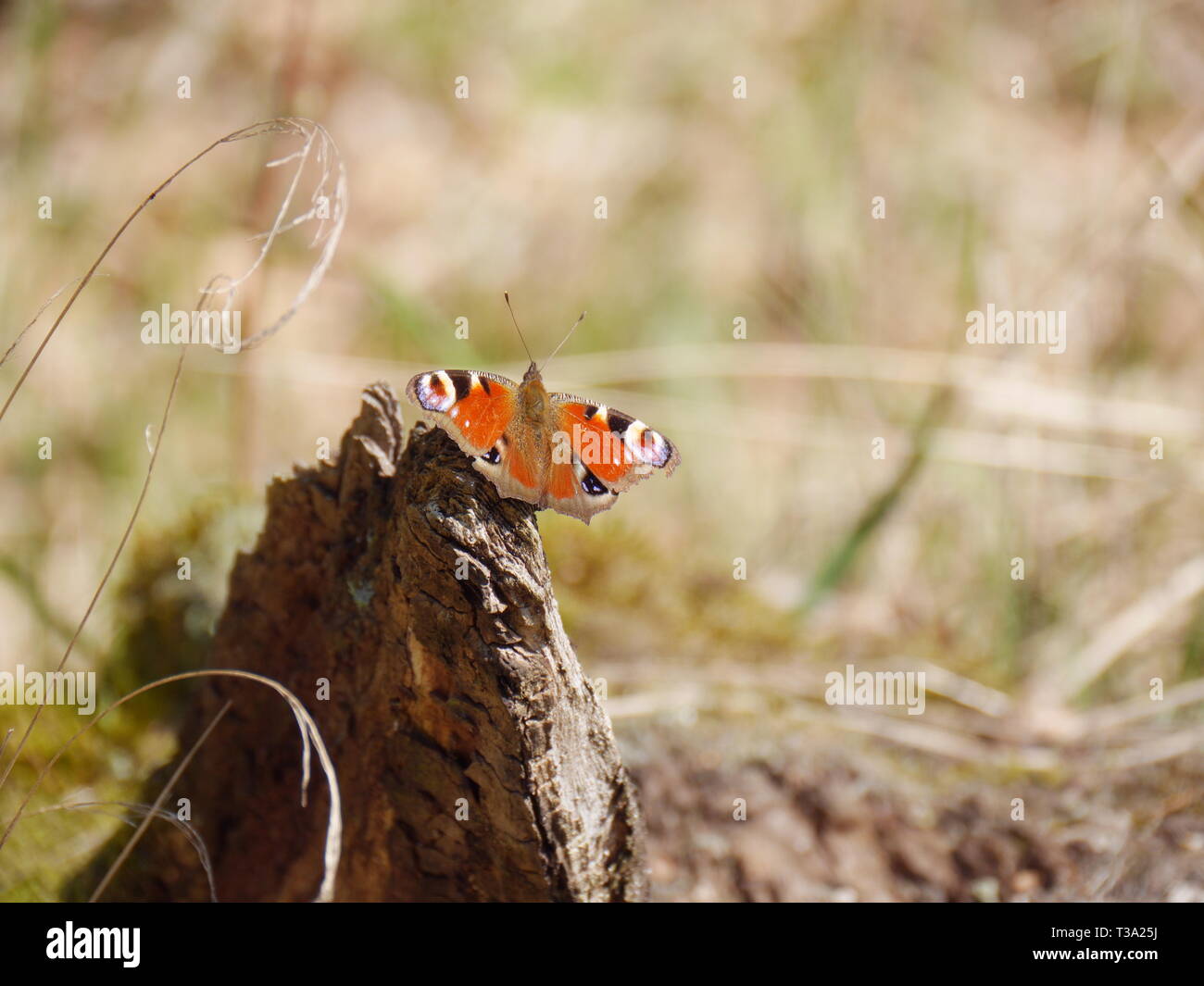 Peacock (Schmetterling) [Inachis io] Stockfoto